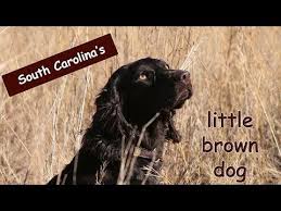 2021.07.15 nikkei style u22 『校長ブログ』に学校長の特集記事が掲載されました; The Story Of The Boykin Spaniel Youtube