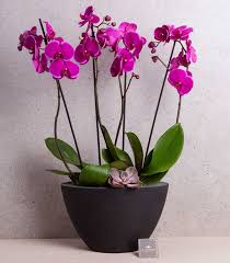 Orkide Cesitleri Ve Fiyatlari Ribbon Flowers 2020 Orkideler Bitki Otlar