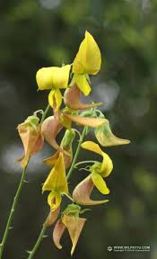 Image result for Crotalaria laburnifolia