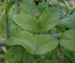 Image result for Balanites aegyptiaca