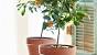 Eureka Lemon Tree