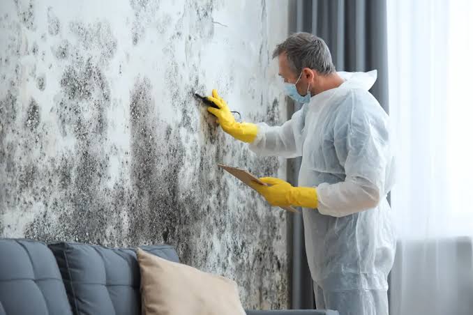 Professional Mold Inspection Services In Vero Beach, Florida