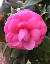 Camellia 1 24 2016 With Images Flowers