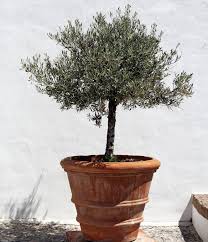 Cultiver un arbre fruitier en pot ou en bac sur votre terrasse ou votre balcon vous offrira la saison venu le plaisir de récolter des fruits. Olivier En Pot Plantation Taille Et Conseils D Entretien