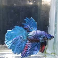 Essje Fish Farm Tilapia Gift Nilotica For Sale 300 Kg