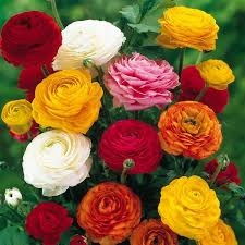 Ranunculus Asiaticus Mix X 10 Bulb Flowers Rose Like Flowers Persian Buttercup