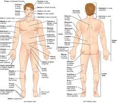You can also check out this video that walks you through each major rust replacement area on a car. Human Body Parts Examples