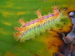 0 watchers231 page views0 deviations. Fail Ulat Bulu 06 Jpg Wikipedia Bahasa Melayu Ensiklopedia Bebas