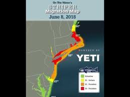Striper Migration Map 2018 In Review
