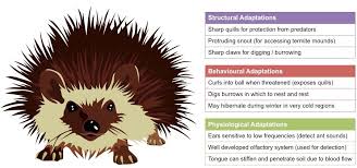 Adaptations Bioninja