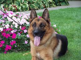 This is the price you can expect to budget for a german shepherd with papers but without breeding rights nor show quality. German Shepherd Breeders German Shepherd Puppies For Sale
