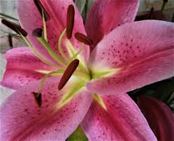 Banco De Imagens Flor Rosa Natureza Minimalismo Aroma Planta De Florescencia Petala Plantar Stargazer Lirio Planta Terrestre Daylily Amaryllis Belladonna Fechar Se Botanica Familia Do Lirio Polen Lirio Peruano Crinum Hippeastrum