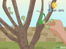 Then we got a severe cold snap. How To Prune A Fig Tree 11 Steps With Pictures Wikihow