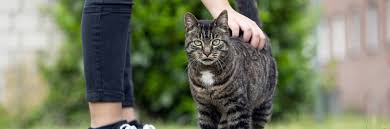 Die Wichtigsten Wurmer Bei Der Katze Im Uberblick Bundesverband Fur Tiergesundheit E V
