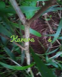 Image result for Allophylus abyssinicus