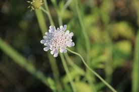 Image result for Dipsacaceae