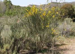 Image result for Aptosimum junceum