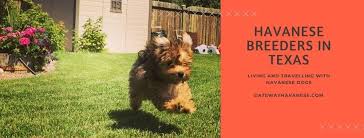 Beautiful reddish havanese puppy dog. Looking For Havanese Breeders In Texas Or Puppies In Texas