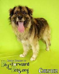 Where can i get free puppies? 100 Adoptable Dogs Cats In Akron Ohio Ideas Dog Adoption Dogs Akron