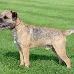 PuppyFind | Border Terrier Puppies for Sale