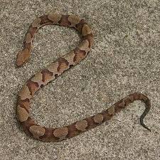 Black And White Striped Snake Texas Texas Copperhead Venomous And Aggressive Color Ranges From Copper To Brown Like This Pic To Grayish Depending On W Texas Snakes Poisonous Snakes Snake