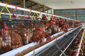 I find that the rares pay for themselves. Egg Farming In Canada Egg Production Egg Laying Chickens