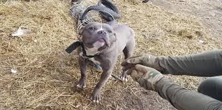 When the rescue group agreed, heather was elated! 5 Pit Bulls Rescued In Highland Park Raid