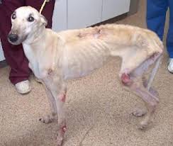 Run Your Race Derby Animal Abuse Stop Animal Cruelty Greyhound