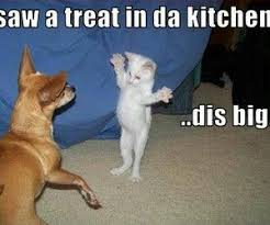 Members of the animal kingdom, besides us, of course, can be extremely expressive. Really Funny Animals With Captions Funny Animal Jokes Cute Animals