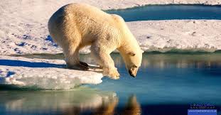 Polar bears and load cells [Updated February 2023] - Load Cell Shop - The  Load Cell Shop: load cells, load links, display amplifiers