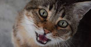 Your Cat Is Breathing Fast See Probable Reasons Cloud 9 Vets