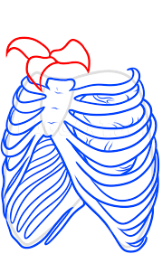 Drawing rb cage step 1. How To Draw A Rib Cage Tattoo Step By Step Drawing Guide By Dawn Dragoart Com