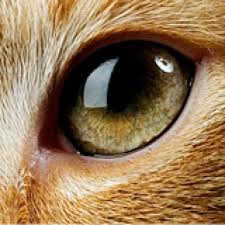 And as sentient beings it's up to us to try and understand how their experiences impact their on their welfare. The Eyelid Keeping An Eye On Your Cat Masterpet