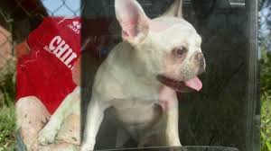 Lady gaga's french bulldogs found safe; Police Investigate Disappearance Of French Bulldog Kfor Com Oklahoma City