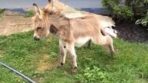 We did not find results for: Tiny Tim The Mini Donkey Acts Like A Dog He S Even House Trained
