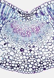 Leaf Cross Section Privet Ligustrum 50x Shows Palisade Mesophyll Spongy Microscopic Photography Microscopic Scanning Electron Microscope