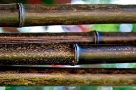 Large Black Bamboo Poles – 1, 2, or 3 Inch – 6′ or 8′ – Pack of 10 or Pack  of 20