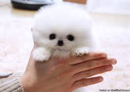Pomeranian Puppy Adoption Singapore Pets Lovers