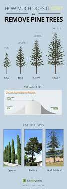 Pin On Tree Removal Cost