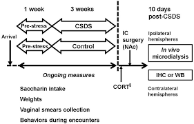 Frontiers Disruption Of The Glutamate Glutamine Cycle