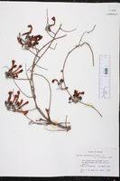 Image result for Ipomoea adenioides