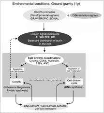 We suggest that the cause of these changes could be an alteration in the cell cycle. Microgravity Environment Uncouples Cell Growth And Cell Proliferation In Root Meristematic Cells The Mediator Role Of Auxin Abstract Europe Pmc