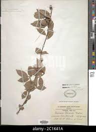 Image result for Turraea floribunda