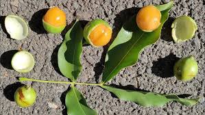 Image result for Melicoccus