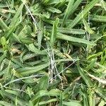 Image result for Cenchrus clandestinus