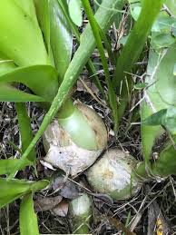 Image result for Albuca nigritana