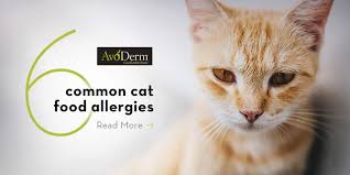 Nearly a third of americans with allergies are allergic to cats and dogs. The 6 Most Common Food Allergies In Cats Avoderm