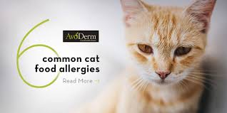 Symptoms of a cat allergy might develop in just a few minutes or take hours to appear. The 6 Most Common Food Allergies In Cats Avoderm