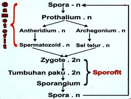 Lumut mengalami beberapa kali metagenesis atau pergiliran keturunan. Jelaskan Pergiliran Keturunan Metagenesis Tumbuhan Paku Brainly Co Id