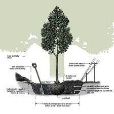 How To Plant A Tree Trees To Plant Plants Backyard Landscaping